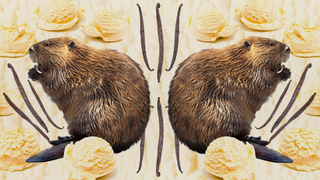 What is castoreum, and why is it in my food?